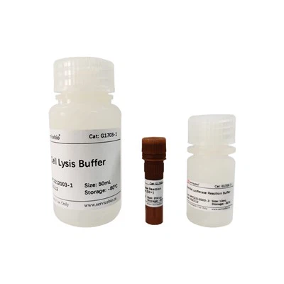 Bộ xét nghiệm gen phóng viên Mono-Lumi Ranilla Luciferase